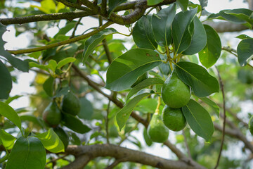Avocado fruit on a branch, fruit rich in vitamins