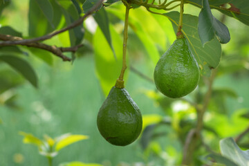 Avocado fruit on a branch, fruit rich in vitamins