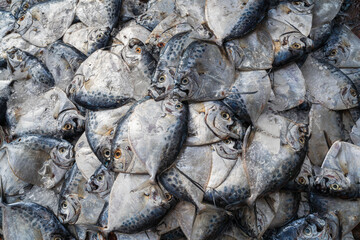 Closeup view of fresh sea fish catch at fishery ghat market, Cox's Bazar, Bangladesh