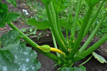 zucchini plant in the garden with bud isolated close up 