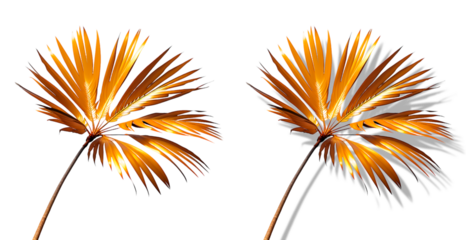 Galho de carnaúba dourada, com e sem sombra, isolado em fundo transparente.