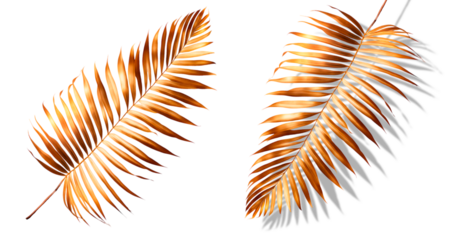 Galho de coqueiro dourado, com e sem sombra, isolado em fundo transparente.