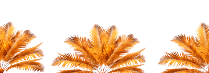 Arbusto de galhos de palmeira dourada, isolado em fundo transparente.