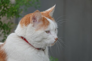 Un joli chat blanc et roux en plan rapproché de profil © Romain P19