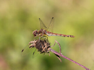 Common Darter Dragonfly Resting on a Plant