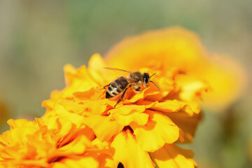 Bee on Tagetes flowers close up