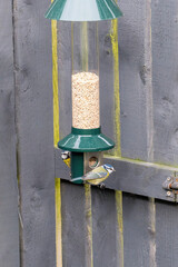 Chaffinches (Fringilla coelebs) dining on seed from a hanging bird feeder