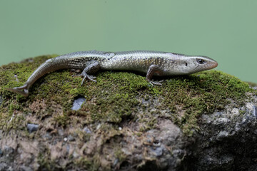 A young sun skink with a forked tail is looking for prey on a moss-covered ground. This reptile has the scientific name Mabouya multifasciata.