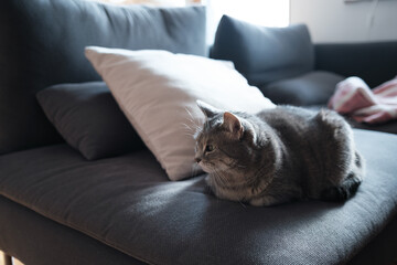 Grey Cat on a sofa at night