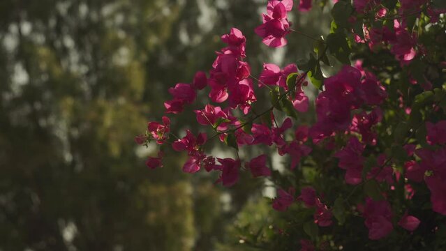 Wind blows across pink bougainvillea flowers with bokeh blurred background