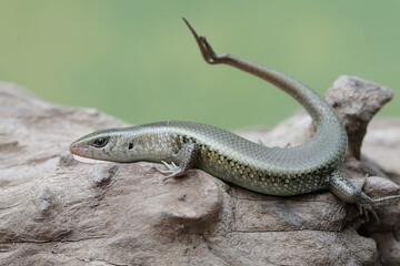 A young sun skink with a forked tail is sunbathing on a dry tree trunk. This reptile has the...