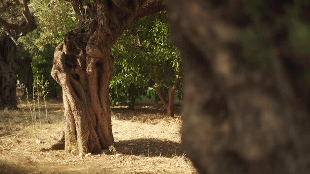 Knotted gnurled mediterranean tree on dry arid landscape, static nature background