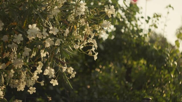 Closeup of delicate white Mediterranean flowers shimmering at golden hour
