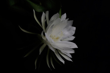 The beauty of the Dutchman's pipe flower which is in full bloom at night. This flower, which is called the queen of the night because it always blooms at night, has the scientific name Epiphyllum oxy - obrazy, fototapety, plakaty