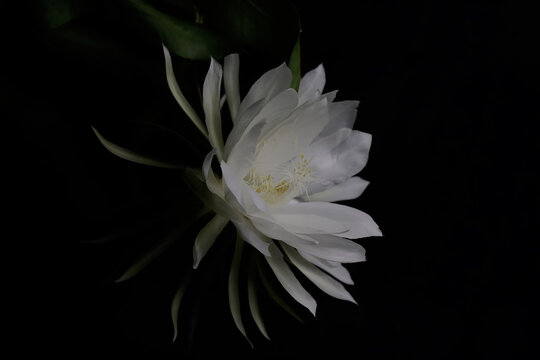The beauty of the Dutchman's pipe flower which is in full bloom at night. This flower, which is called the queen of the night because it always blooms at night, has the scientific name Epiphyllum oxy