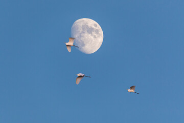 Drei fliegende Silberreiher mit Mond.