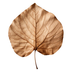 photography of a dried leaf isolated on a transparent background created with Generative Ai