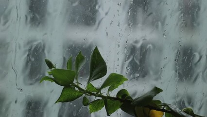 Streams of water flowing down a window - raindrops  raining  thunderstorms  weather. Green rose leaves potted in a plant - nature