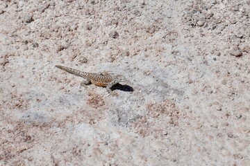 Fabians Lizard (Liolaemus Fabiani) on salt flats at Los Flamencos National Reserve, Chile.