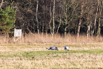 Zwei Kraniche Ender Dember auf einer Wiese vor dem Ostserwald.