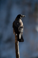 Gray crows (Corvus cornix) Cornacchia grigia