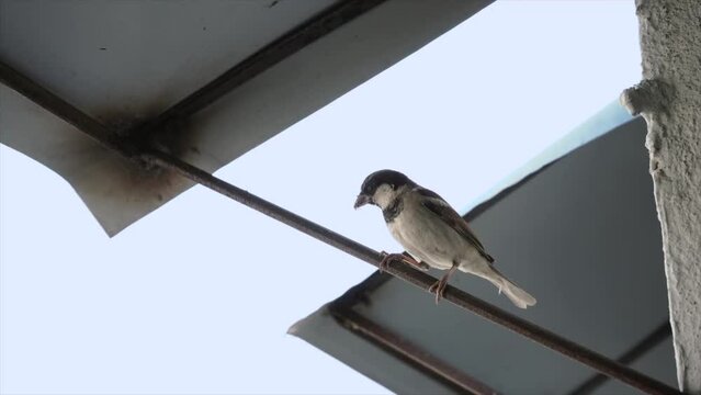 A small Indian bird sitting under a shade - pipit bird  small creature  freedom. A beautiful house sparrow is resting alone on the roof of a building - avian  ornithology
