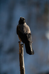 Gray crows (Corvus cornix) Cornacchia grigia