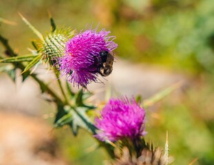 Bee perched on a vibrant thistle flower, basking in the warm sunlight