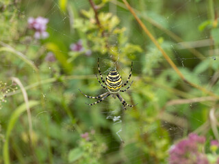 Wasp Spider on its Web