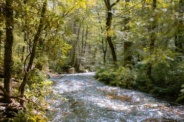 River meandering through a lush green forest filled with tall trees and crystal-clear water