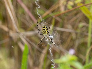 Wasp Spider Feeding on a Grasshopper