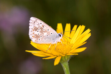 The chalkhill blue - Lysandra coridon - resting on ox-eye - Buphthalmum salicifolium.