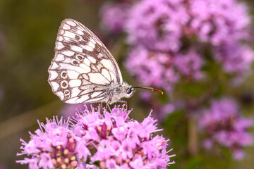 The marbled white - Melanargia galathea resting on Origanum vulgare