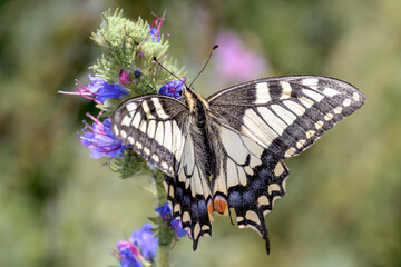 Common yellow swallowtail or old world swallowtail - Papilio machaon - on viper's bugloss - Echium...