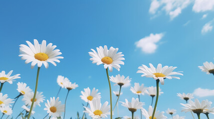 White daisies with a clear blue sky in the background on a sunny day.