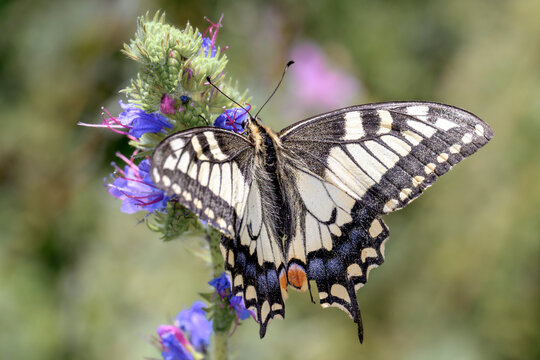 Common yellow swallowtail or old world swallowtail - Papilio machaon - on viper's bugloss - Echium vulgare
