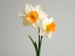 Narcissus flower in studio background, single Narcissus flower, Beautiful flower images