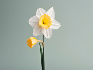 Obraz premium Narcissus flower in studio background, single Narcissus flower, Beautiful flower images