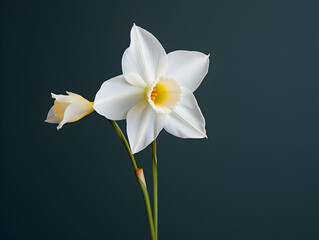 Naklejka na ściany i meble Narcissus flower in studio background, single Narcissus flower, Beautiful flower images