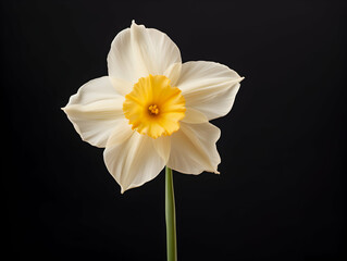 Fototapeta premium Narcissus flower in studio background, single Narcissus flower, Beautiful flower images