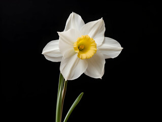 Obraz premium Narcissus flower in studio background, single Narcissus flower, Beautiful flower images