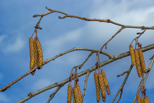 Small branch of black alder Alnus glutinosa with male catkins and female red flowers. Blooming alder in spring beautiful natural background with clear earrings and blurred background