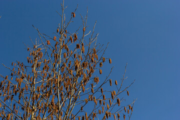 Small branch of black alder Alnus glutinosa with male catkins and female red flowers. Blooming alder in spring beautiful natural background with clear earrings and blurred background