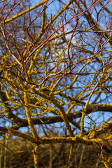 Xanthoria parietina common orange lichen, yellow scale, maritime sunburst lichen and shore lichen on the bark of tree branch. Thin dry branch with orange lichen, close-up, on blurred background