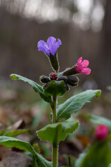Pulmonaria, lungwort flowers of different shades of violet in one inflorescence. Honey plant of Ukraine. The first spring flowers. Pulmonaria officinalis. Pulmonaria officinalis bloom
