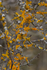 Xanthoria parietina common orange lichen, yellow scale, maritime sunburst lichen and shore lichen on the bark of tree branch. Thin dry branch with orange lichen, close-up, on blurred background