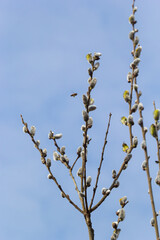 Pussy Willow on the waterside in early spring. Blur background on a sunny day. Symbol of Palm Sunday and Easter
