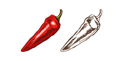 Organic food. Hand drawn retro style colored and monochrome vector sketch of chilli peppers. Doodle vintage illustration. Engraved image.