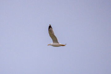 A Gull flying in the sky in search of food