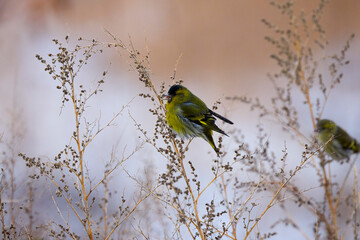 Eurasian siskin on a plant, eating the seeds (Spinus spinus).